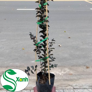 Cây hoa Tường Vi
