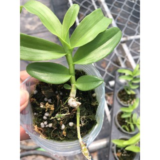 Phi điệp 5ct phú thọ