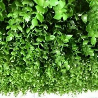 Cỏ tai chuột giá rẻ