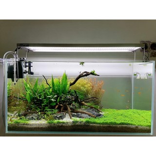 Dương Xỉ Java - Cây Thuỷ Sinh Ưa Chuộng Không Cần Co2