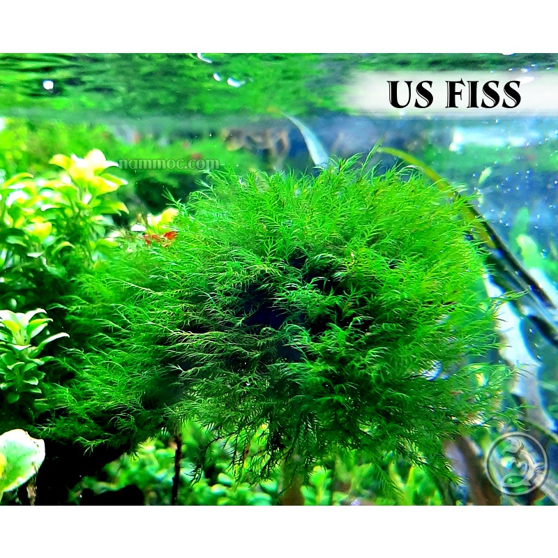 Rêu US Fiss (Phoenix Moss) - Loài Rêu Thuỷ Sinh Cực Đẹp, Dễ Chăm Và Rất Được Ưa Chuộng