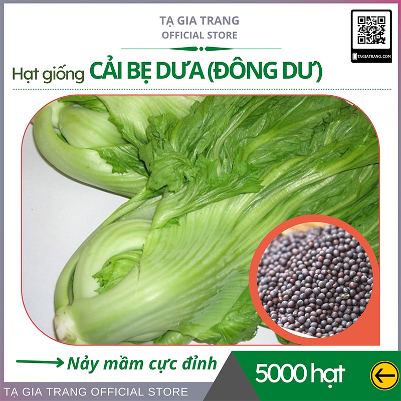 Hạt giống cải bẹ dưa (cải bẹ Đông Dư, cải bẹ muối dưa) - Shop hạt giống Tạ Gia Trang