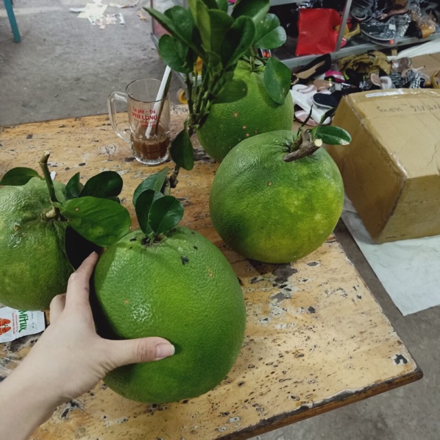 BƯỞI DA XANH BẾN TRE