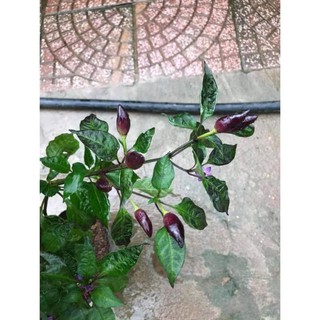Cây giống ớt tím