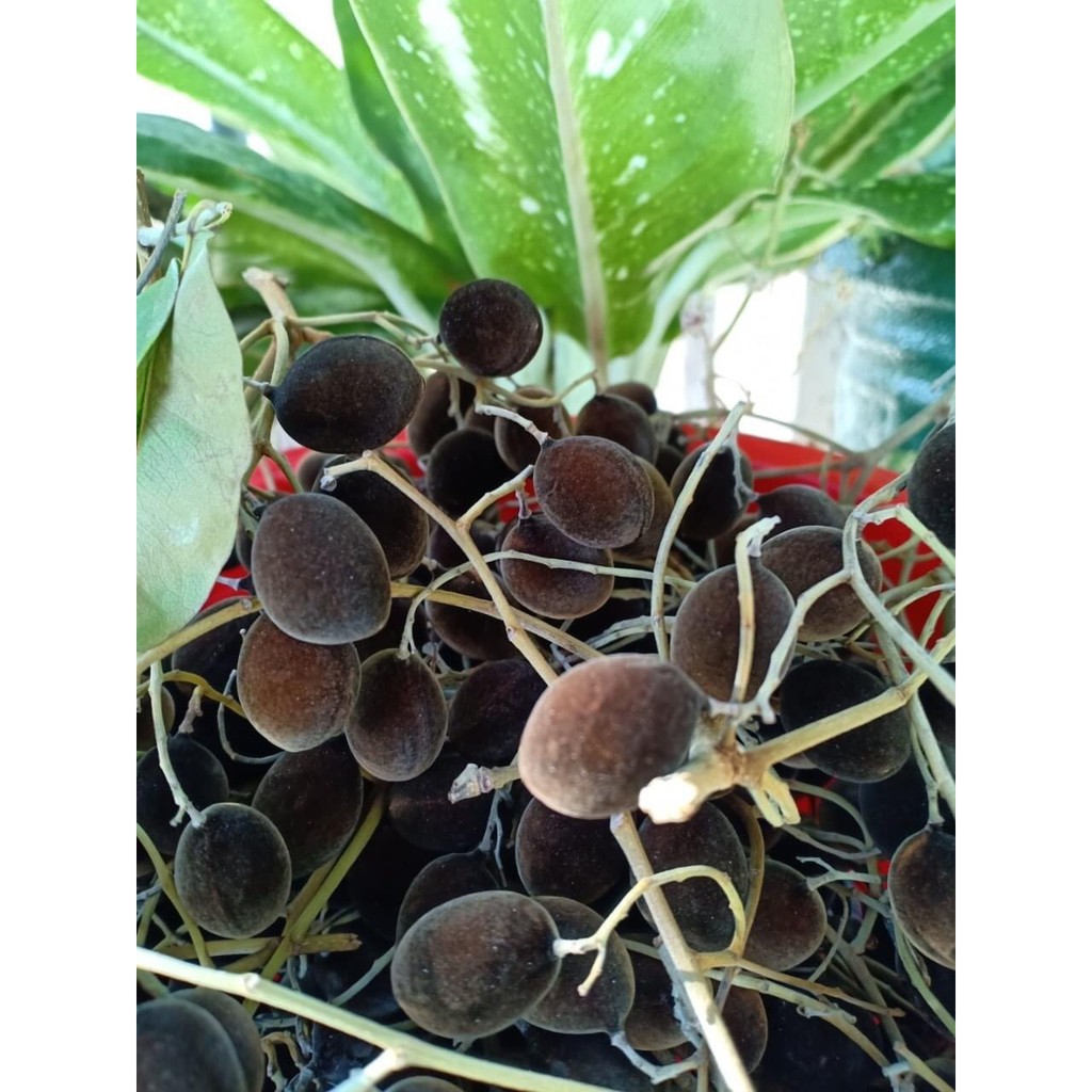 Say nhung rừng 500gr Nhii Food đồ ăn vặt chua chua ngọt ngọt | BigBuy360 - bigbuy360.vn