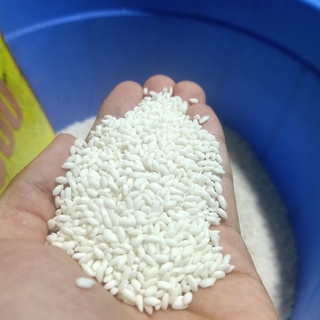 Nếp Cái Hoa Vàng ( Nếp Bắc )