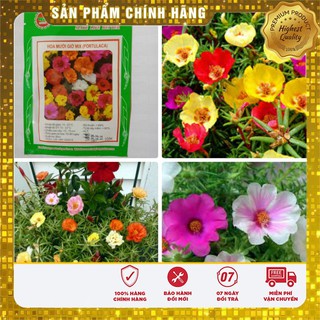 Hạt Giống Hoa Mười Giờ (30 hạt)