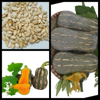 20 Hạt giống bí siêu quả hồ lô