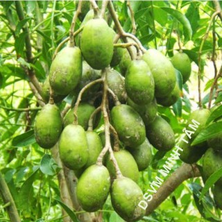 Cóc cầy 1 kí ăn là ghiềng [CHỈ GIAO TPHCM]