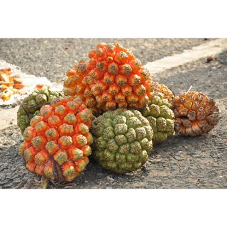1kg Dứa Dại khô