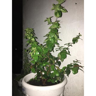 hạt giống cherry mỹ f1