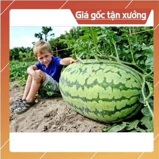 [ Hạt Giống Xịn ]  Hạt giống dưa hấu khổng lồ F1 nhập khẩu Mỹ