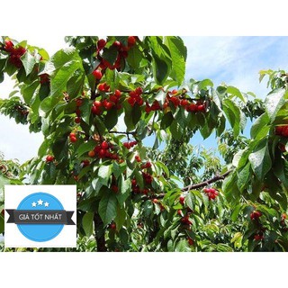 Hạt giống Anh đào (Cherry) (5 hạt) ĐẾN MÙA TRỒNG TẾT