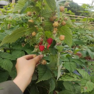 Cây mâm xôi đỏ(phúc bồn tử,rasberry)