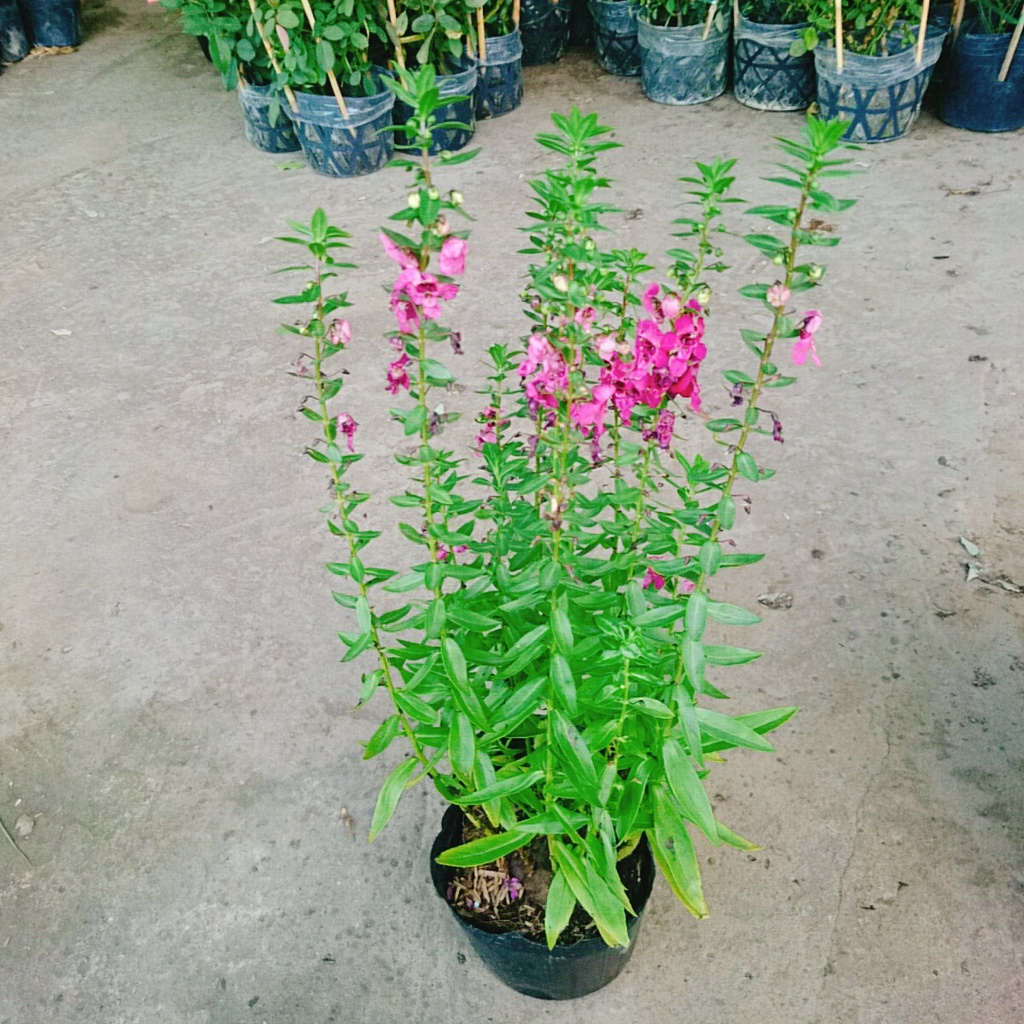 Cây Hoa Phi Yến - cây cảnh đẹp - caykiengsadec