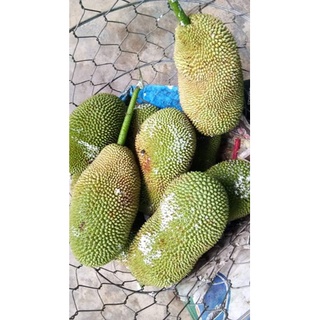 Trái mít tố nữ(2 kg/48.000)