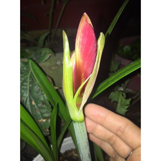 Củ lan huệ các màu