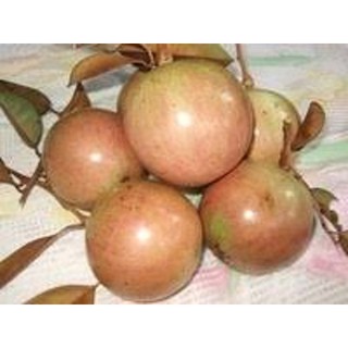 CÂY GIỐNG VÚ SỮA BƠ HỒNG, CAM KẾT GIỐNG CHUẨN F1