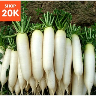 Hạt giống Củ cải trắng