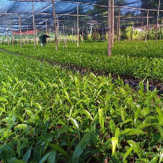 Combo 5 cây giống trầm hương