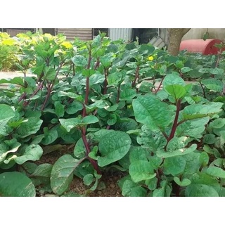HẠT GIỐNG MỒNG TƠI ĐỎ