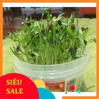 50g Hạt giống Rau Muống mầm VIETPHAT