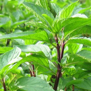Hạt giống rau húng quế