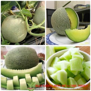 Hạt Giống Dưa Lưới Xanh - 10 hạt