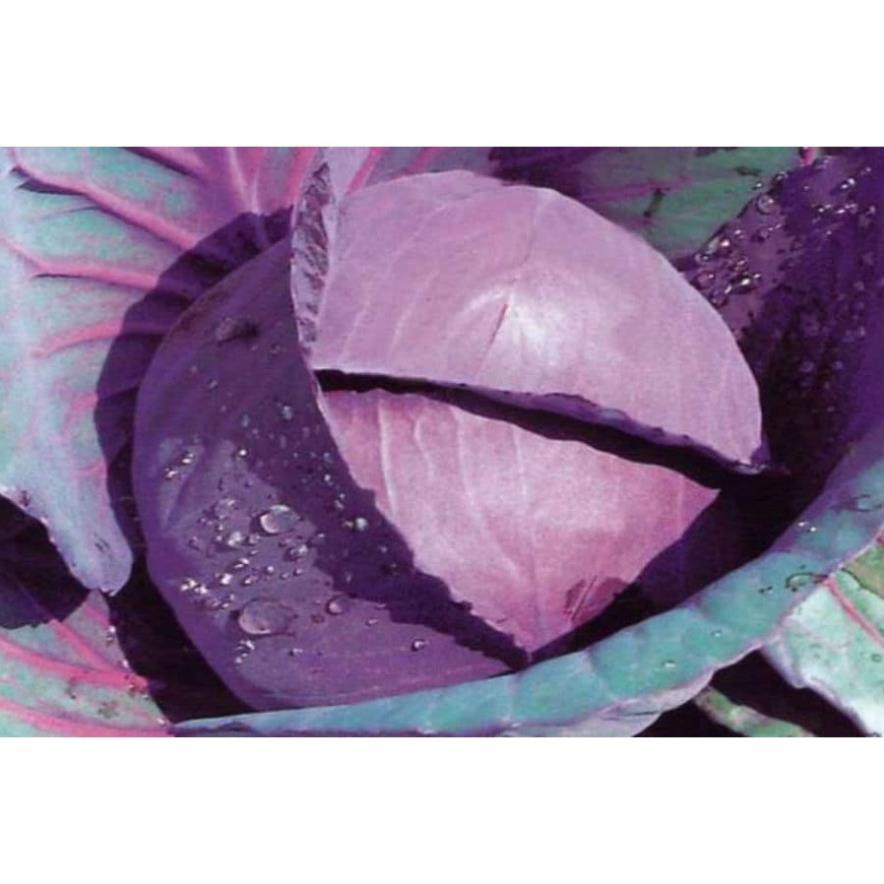( SIÊU HOT ) Hạt giống cải bắp tím F1 0.5gr
