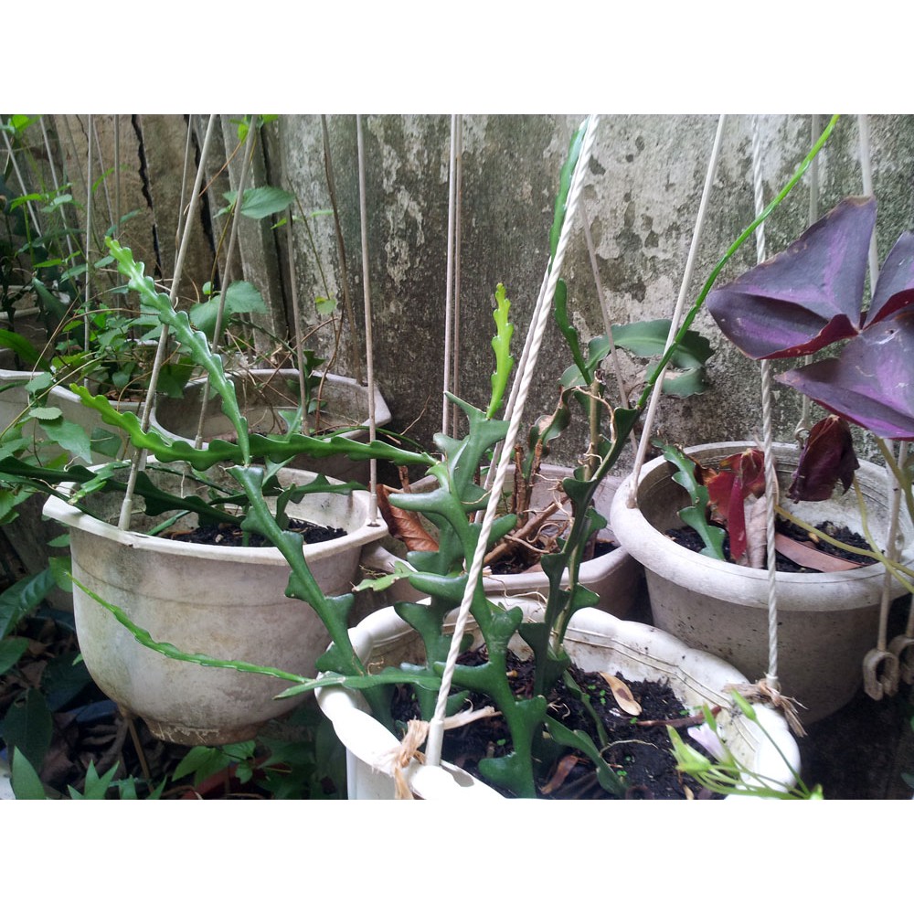 Nhánh Quỳnh xương cá Mexico có rễ