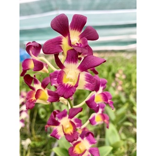 Hoa Lan Denro Nắng Burana cây đang nụ