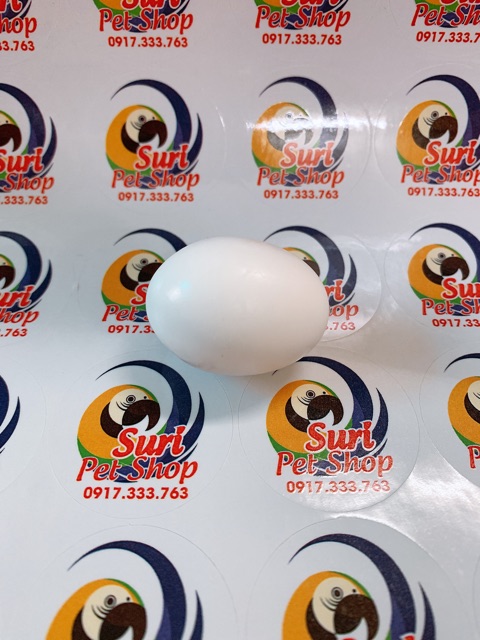 Trứng giả hàng Ý dành cho Vẹt Macaw