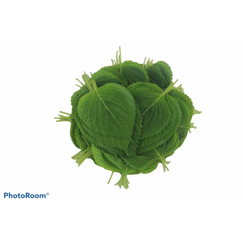 Hạt Giống Lá Vừng Hàn Quốc | SL: 0.5 GRAM