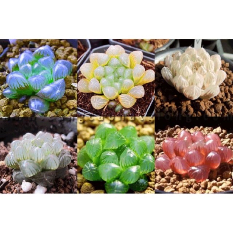 Gói 20 Hạt giống sen đá kim cương mix đủ màu sỉ 1k