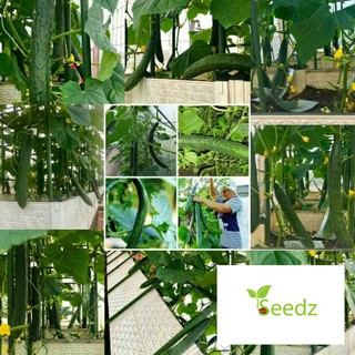 Gói 15 hạt giống dưa chuột dài nhật vinmark hạt giống