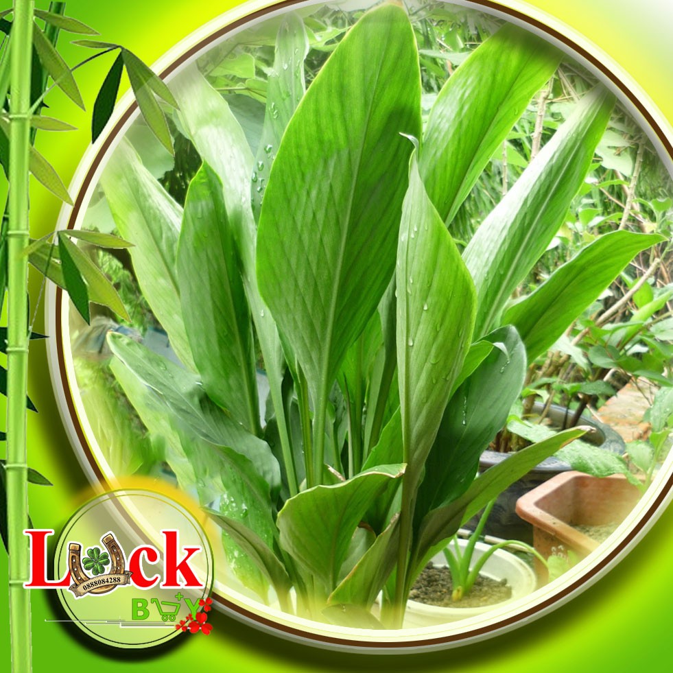 Ngải bún - Quyến khách cho người mua bán
