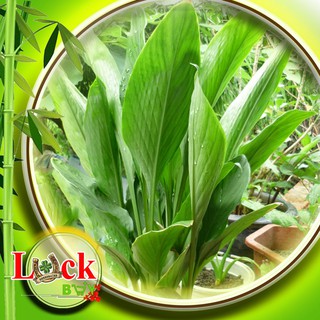 Ngải bún - Quyến khách cho người mua bán