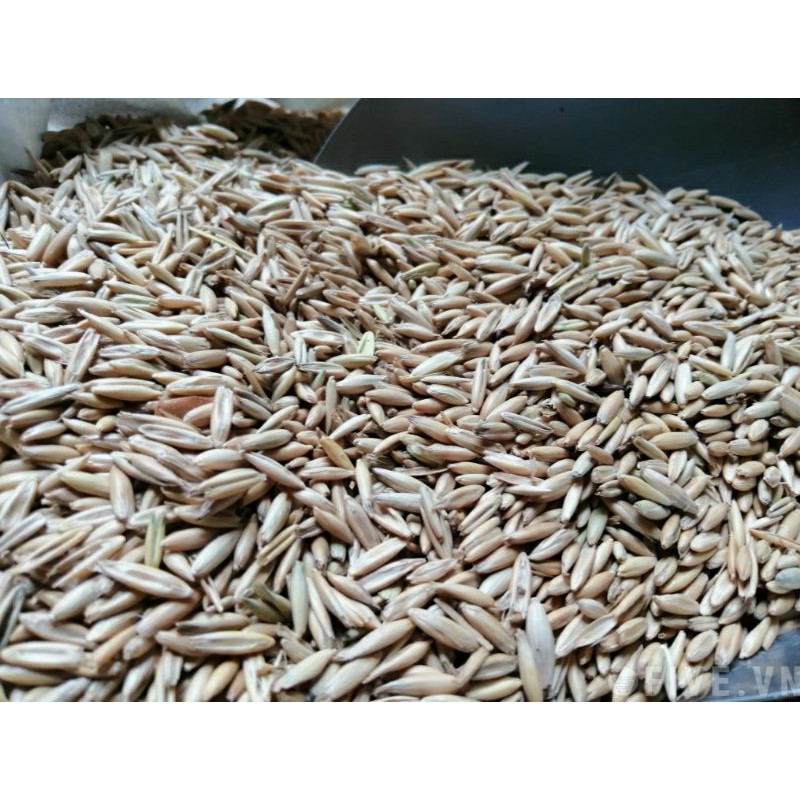 1KG Yến Mạch Nguyên Hạt Cho Vẹt Yến Mạch Nguyên Vỏ Cho Gà Đá Hạt Yến Mạch Cho Chuột Hamster