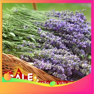 Hạt giống hoa oải hương - 50 hạt vietgar