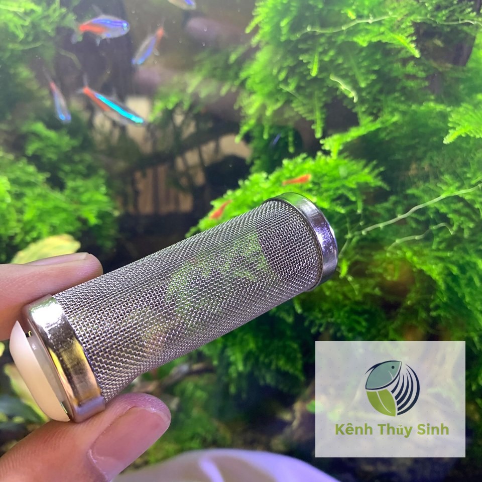Bịt Tép Inox