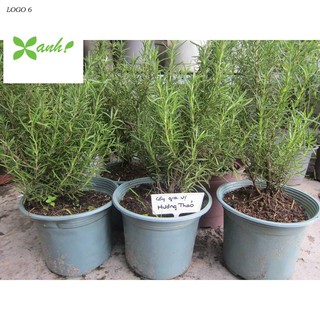 Hạt giống Hương thảo (50 hạt)