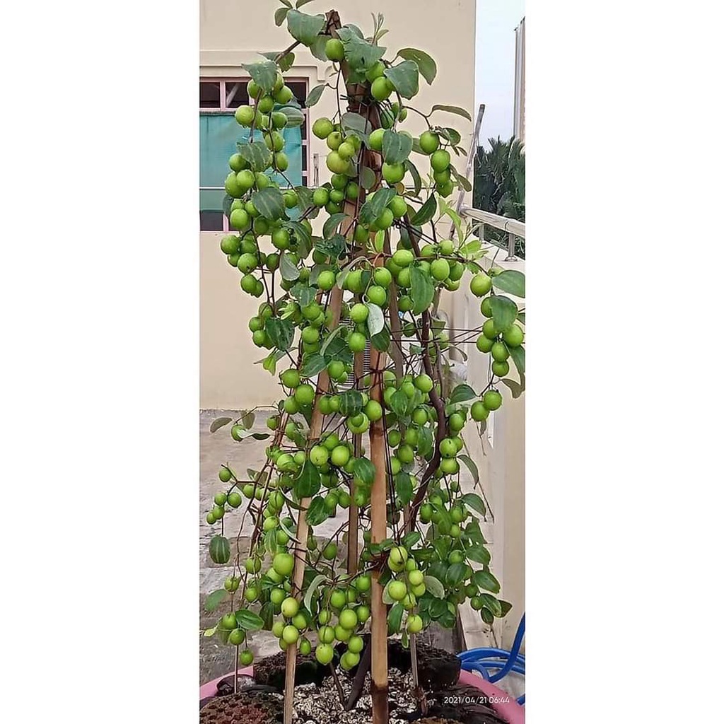 Cây Giống Táo Xanh Thái F1 Siêu Trái