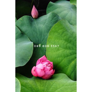 Hoa Sen Nhật cây lớn, khỏe mạnh - Bác Hai Garden