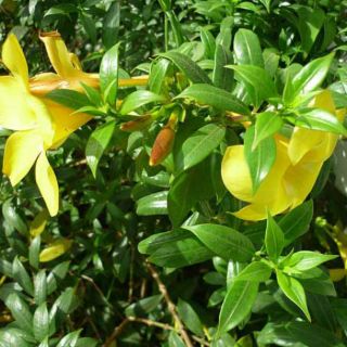 Chậu cây hoa huỳnh anh