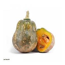 Hạt_Giống_Bí_Cô_Tiên 15 hạt ( tặng kèm kích mầm và phân bón )