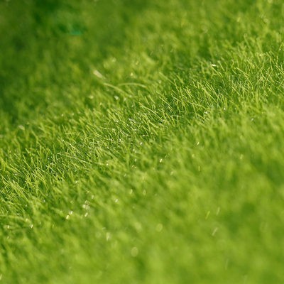 Rêu nhà máy giả rêu trang trí vi cảnh quan chậu cây cảnh chậu rửa mặt sinh thái chai nhỏ tóc Trắng Rêu mô phỏng thảm cỏ