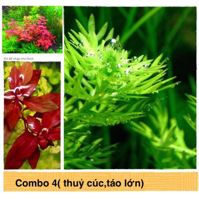 Combo 4( thuỷ cúc,táo lớn)