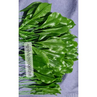 Lá mai xanh(100 lá).Sản phẩm loại 1