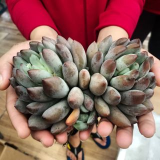 Sen đá mận tím (1 đầu)