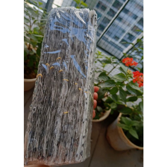 Bánh tráng gạo mè đen Đặc sản Phan Rang